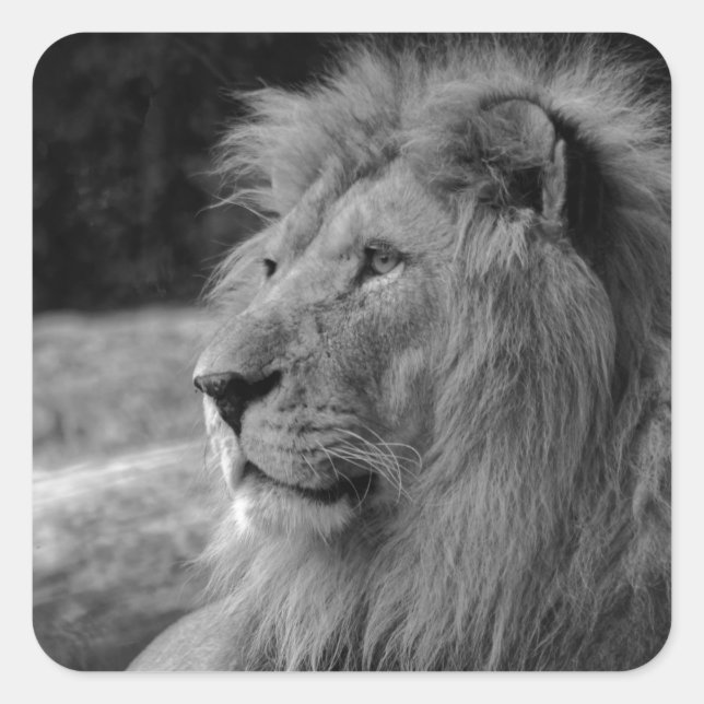 Black & White Lion - Wild Animal Square Sticker (Front)