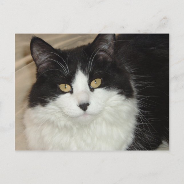 Black & White Longhaired Cat Closeup Postcard (Front)