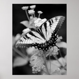 Black & White Monarch Butterfly Print