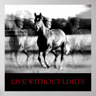 Black White Motivational Horse Live Without Limits Poster