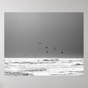 Black & White Ocean Horizon & Brown Pelicans 16x20 Poster
