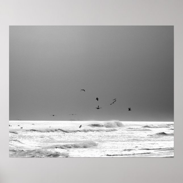 Black & White Ocean Horizon w Brown Pelicans 16x20 Poster (Front)