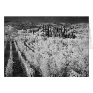Black & White of vineyards, Montepulciano, Italy