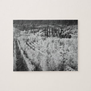 Black & White of vineyards, Montepulciano, Italy Jigsaw Puzzle