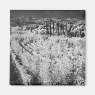 Black & White of vineyards, Montepulciano, Italy Magnet