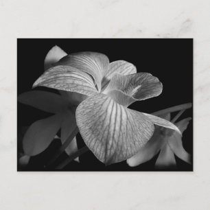 Black & White Orchid Postcard
