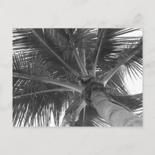 Black & White Palm postcard