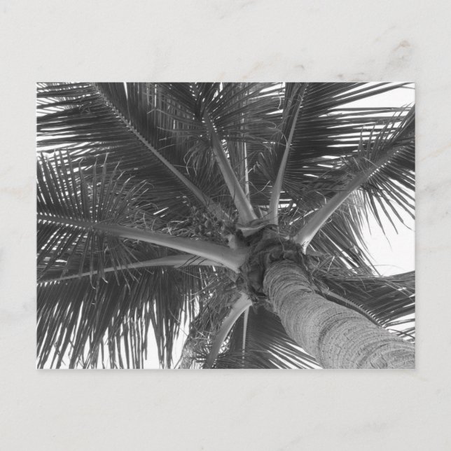 Black & White Palm postcard (Front)