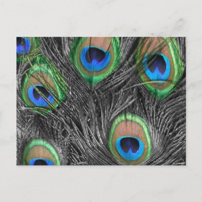 Black & White Peacock Postcard (Front)