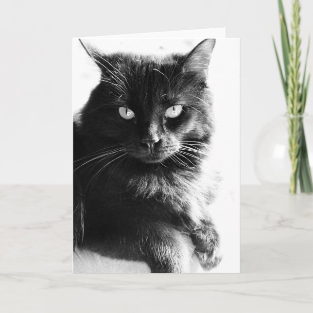 Black & White Photo Pretty Black Cat, blank notes (Front)