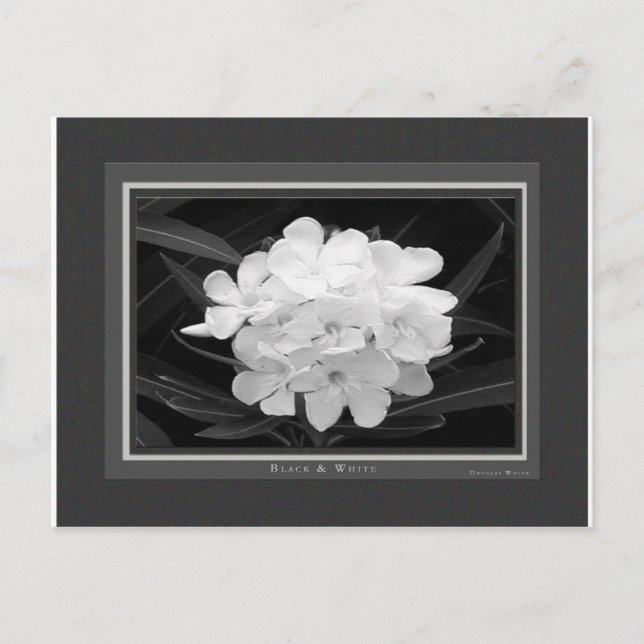 Black & White Postcard (Front)