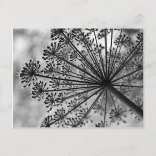 Black & White Queen Anne's Lace Postcard