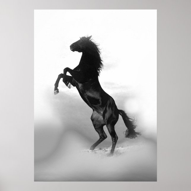Black White Rearing Horse Poster (Front)