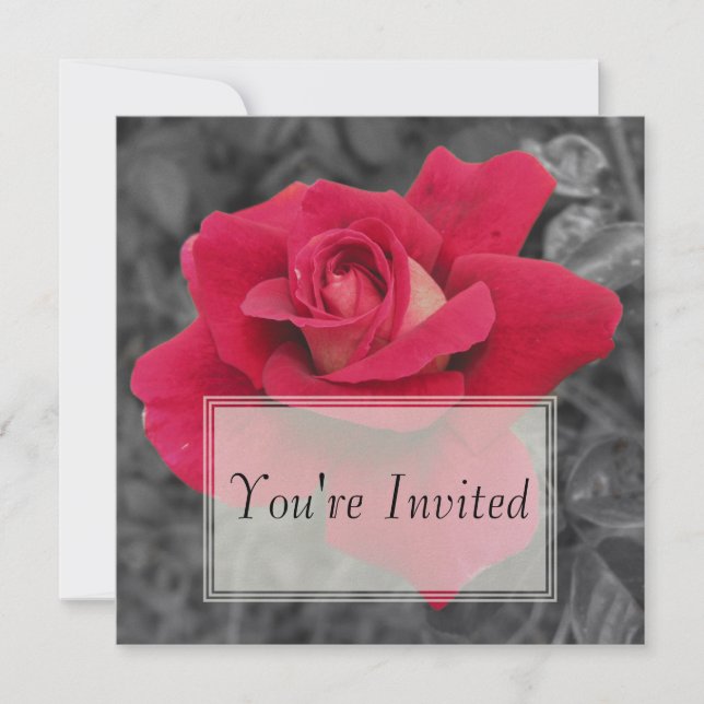 Black White Red Rose Invitations (Front)