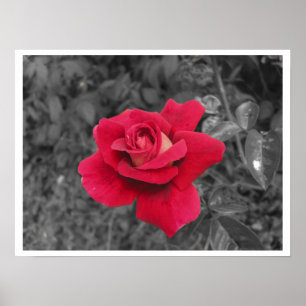 Black White Red Rose Poster