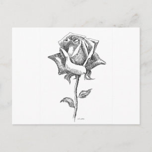 Black & White Rose Postcard