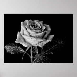 Black White Rose Poster