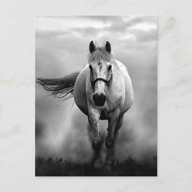 Black White Running Horse Freedom Postcard (Front)