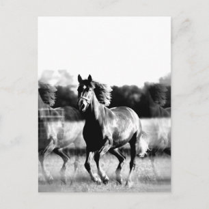 Black & White Running Horse Post Cards