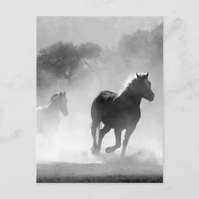 Black White Running Horses Freedom Postcard (Front)