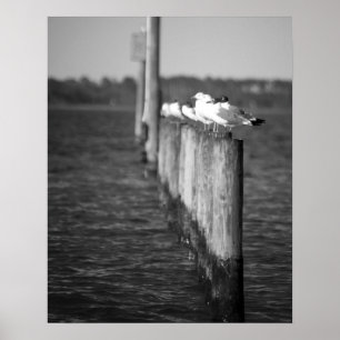 Black & White Seagulls on Posts 16x20  Poster