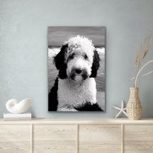 Black & White Sheepadoodle Poster