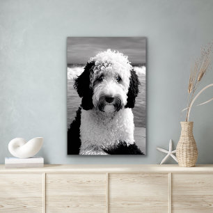 Black & White Sheepadoodle Poster