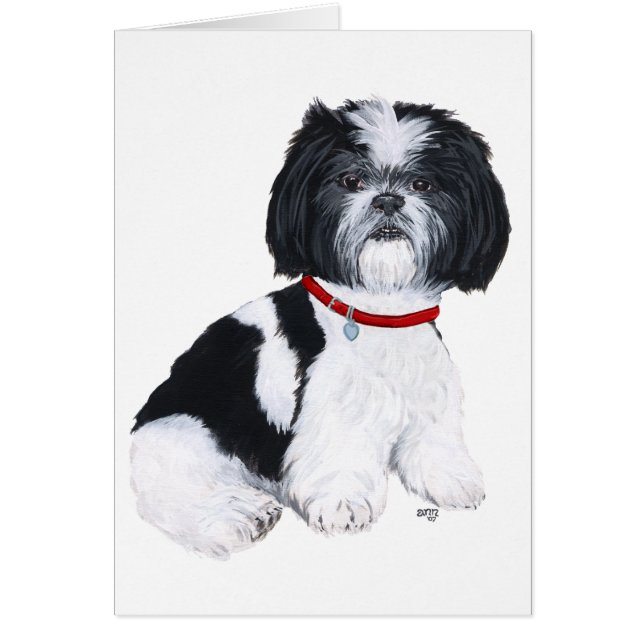 Black & White Shih Tzu (Front)