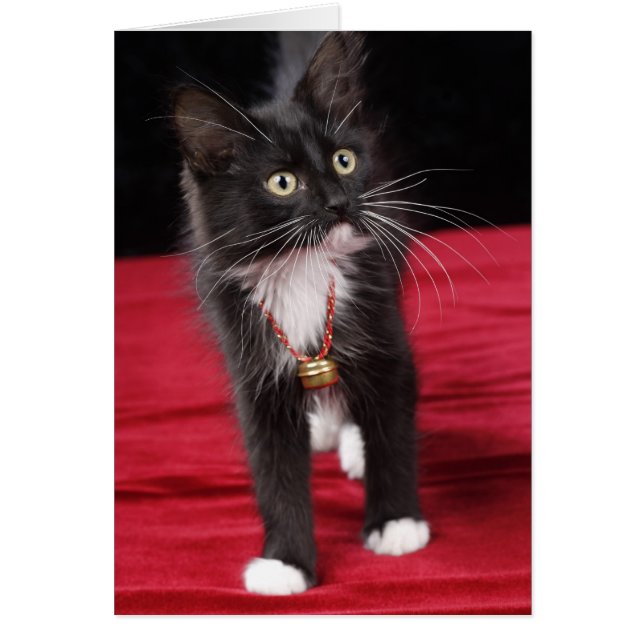 Black & white short-haired kitten, 2 1/2 months (Front)