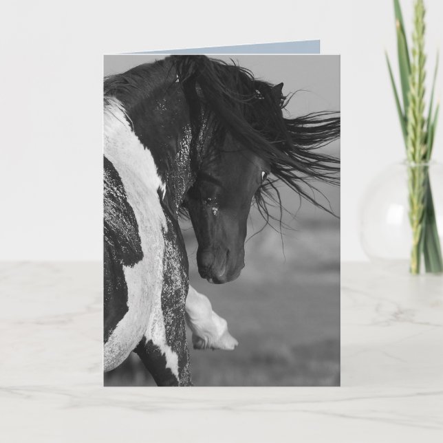 Black & White Strikes Wild Horse Greeting Card (Front)