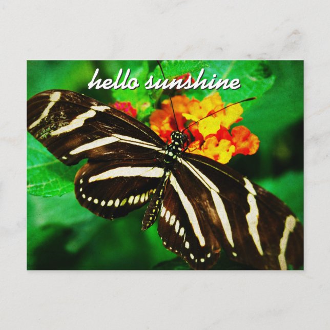 Black White Stripe Butterfly Hello Sunshine Script Postcard (Front)