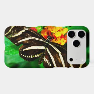 Black white stripes zebra butterfly longwing photo