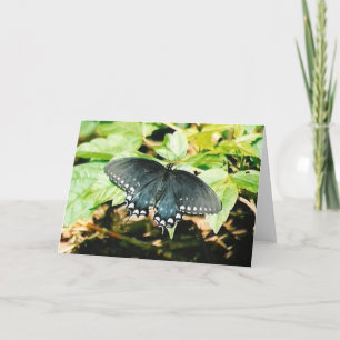 Black White Swallowtail Butterfly Greeting Cards