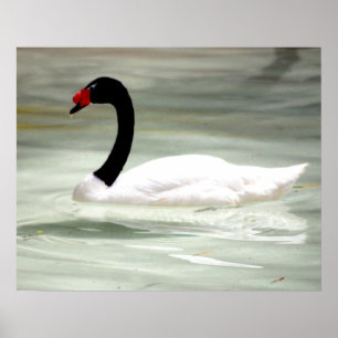 Black & White Swan, the Love Bird Poster