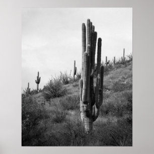 Black & White Thick Saguaro Cactus 16x20 Poster