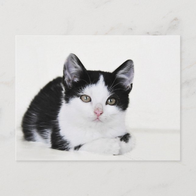 Black White Thoughtful Kitten Postcard (Front)