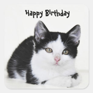 Black White Thoughtful Kitten Sticker