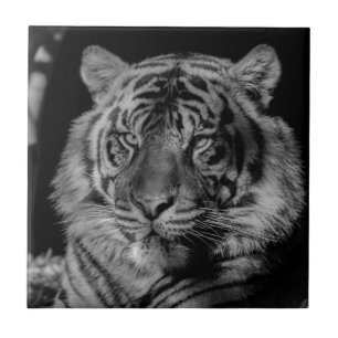 Black & White Tiger Ceramic Tile