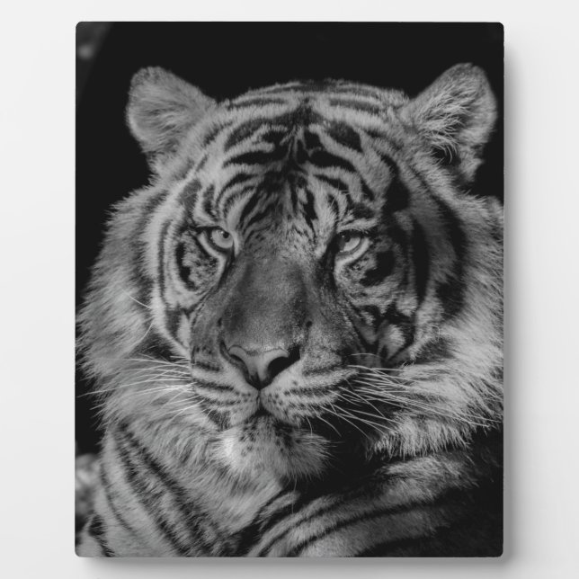 Black & White Tiger Plaque (Front)