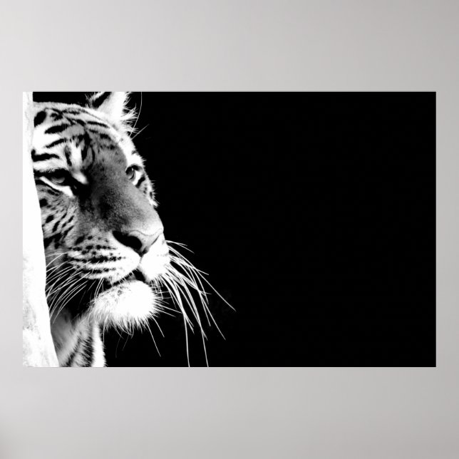 Black & White Tiger Poster (Front)