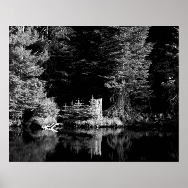 Black & White Tree Stump Reflecting in Water 16x20 Poster (Front)