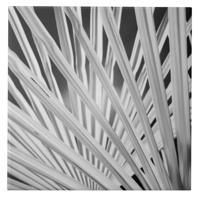 Black & White view of palm tree fronds Ceramic Tile (Front)