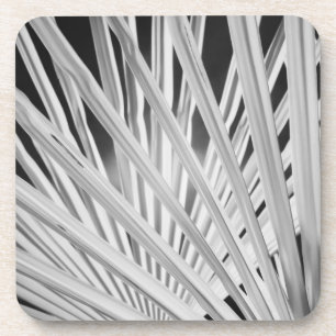 Black & White view of palm tree fronds Coaster