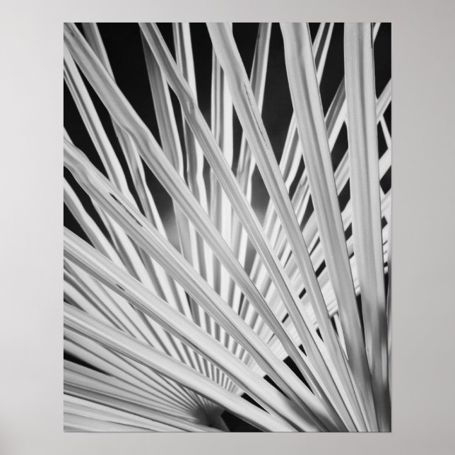 Black & White view of palm tree fronds Poster (Front)