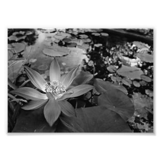 Black & White Water Lilly Photo Print