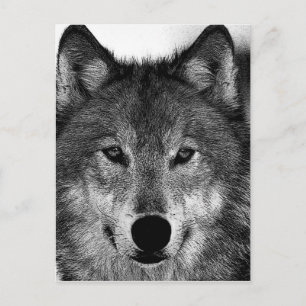 Black & White Wolf Artwork Postcard
