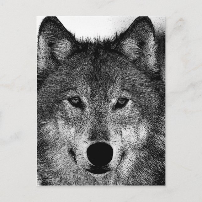 Black & White Wolf Artwork Postcard (Front)