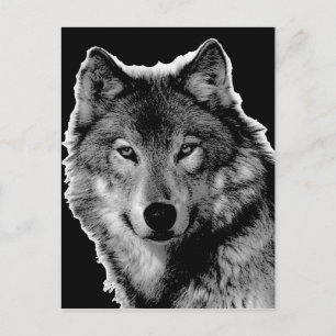 Black & White Wolf Artwork Postcard