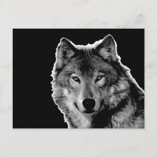 Black & White Wolf Artwork Postcard