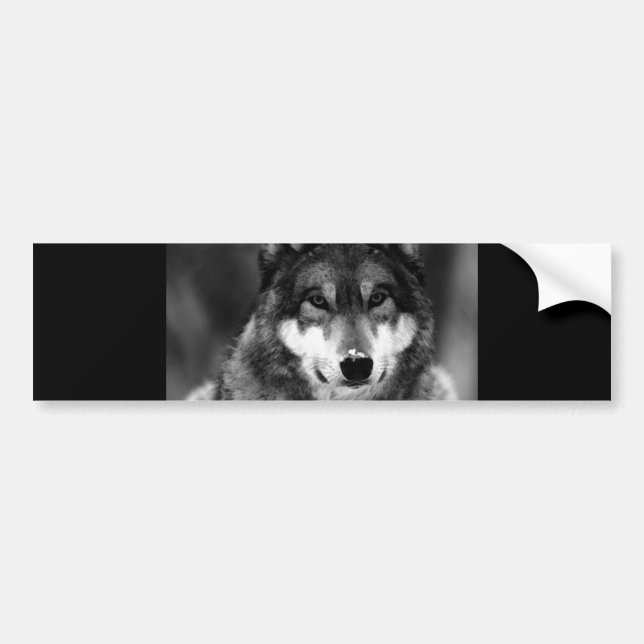 Black & White Wolf Bumper Sticker (Front)